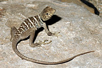 Baja California Collared Lizard