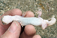 Desert Banded Gecko