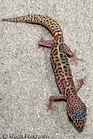 Desert Banded Gecko