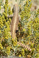 Northern Desert Iguana
