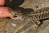 A San Francisco Alligator Lizard tries to eat a lizard photographer. The attempt was unsuccessful. 