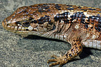 San Francisco Alligator Lizard