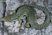Sierra Alligator Lizard