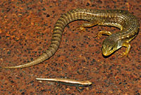 Sierra Alligator Lizard