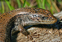 Northwestern Alligator Lizard