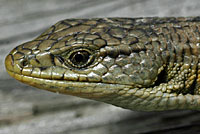 Shasta Alligator Lizard