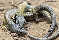 Shasta Alligator Lizards