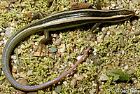 Gilbert's Skink