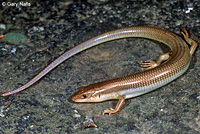 Gilbert's Skink