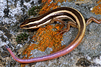 Gilbert's Skink