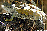 California Alligator Lizard