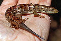 These California Alligator Lizards both have partially regenerated tails 