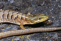 Oregon Alligator Lizard