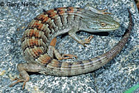 San Diego Alligator Lizard