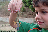 6-year-old lizard wrangler Enzo Forte holds a sub-adult San Diego Alligator Lizard that he found trying to kill and eat a potato bug in Ventura County. The lizard continued even after being picked up and struggled with the bug for about an hour before finally severing the bug's head. © Domiane Forte.  