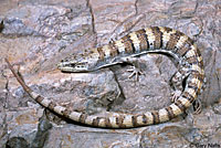 Panamint Alligator Lizard