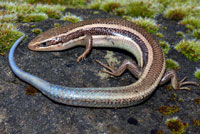 Skilton's Skink