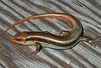 Skilton's Skink