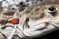 xGreat Basin Collared Lizard