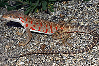 cope's leopard lizard