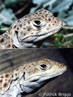 Blunt-nosed Leopard Lizard comp