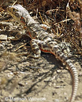 Blunt-nosed Leopard Lizard