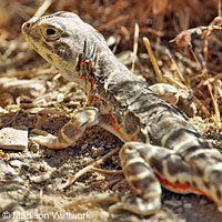 Blunt-nosed Leopard Lizard