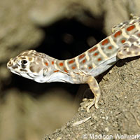 Blunt-nosed Leopard Lizard