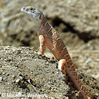 Blunt-nosed Leopard Lizard