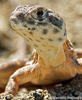 Blunt-nosed Leopard Lizard