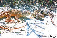 Blunt-nosed Leopard Lizards