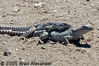 Long-nosed Leopard Lizards