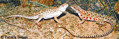 Long-nosed Leopard Lizards