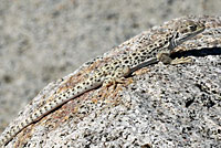 Long-nosed Leopard Lizard