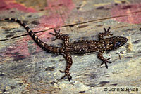 Mediterranean House Gecko