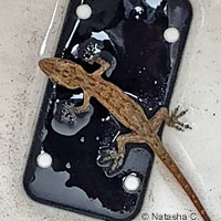 Mediterranean House Gecko