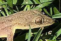 Mediterranean House Gecko
