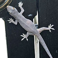 Mediterranean House Gecko