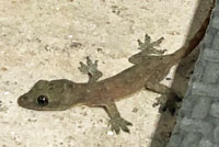 Mediterranean House Gecko
