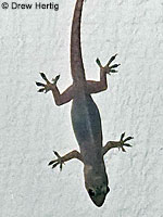 Tropical House Gecko