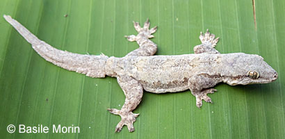 Mediterranean House Gecko