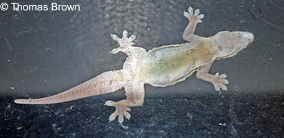 Mediterranean House Gecko