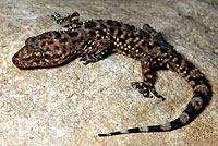 Mediterranean House Gecko