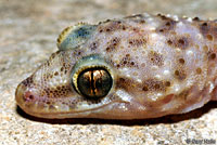 Mediterranean House Gecko