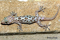 Mediterranean House Gecko