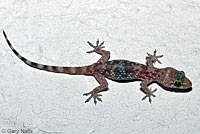 Mediterranean House Gecko