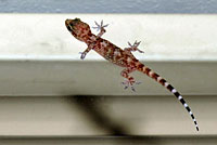 mediterranean gecko