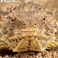 Great Basin Collared Lizard