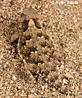 Great Basin Collared Lizard