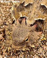 Great Basin Collared Lizard